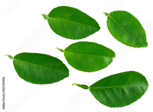 Citrus leaves isolated on a white background. photo