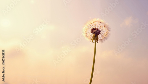 Single dandelion seedhead against pastel sunset sky photo