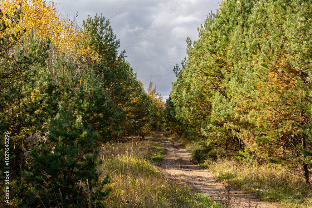 Obraz premium path in the forest