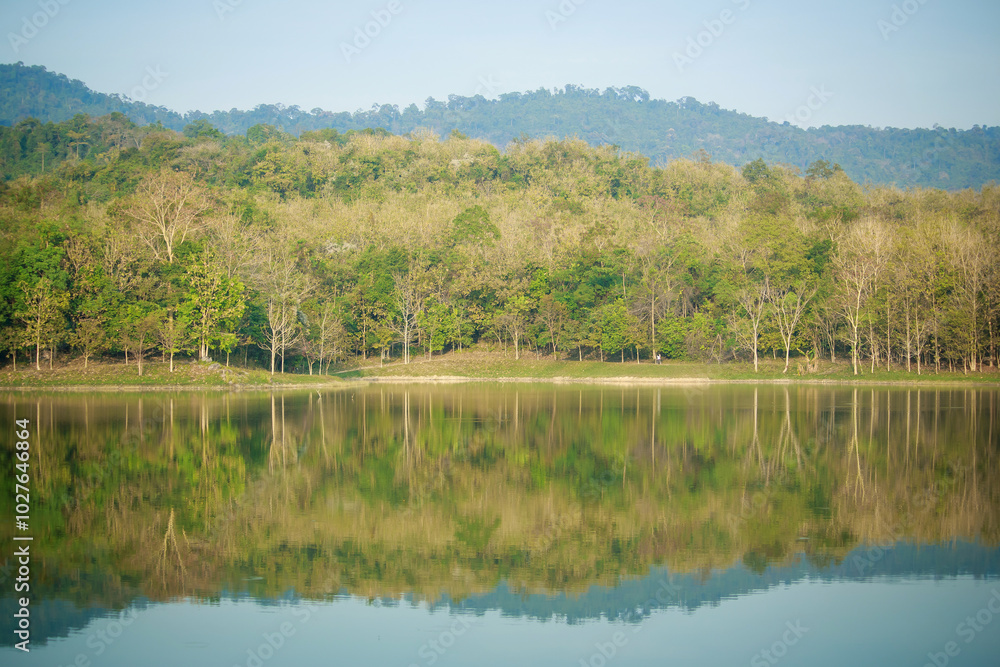 tree in summer forest with water reflection. tree in summer forest with water reflection.
