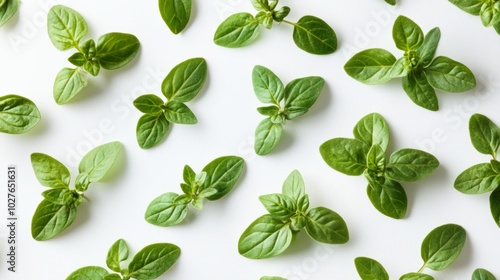 A collection of fresh marjoram sprigs with their tiny, delicate green leaves, laid out on a white background photo