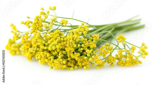 A bundle of fresh dill flowers with their delicate yellow-green blooms, isolated on a white background