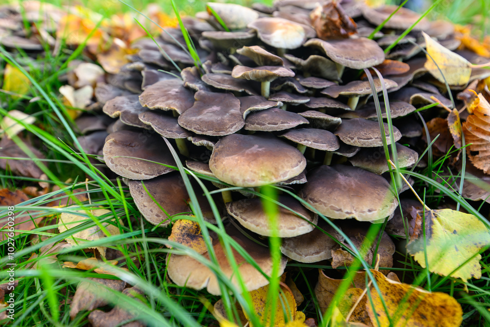Mushrooms on an autumn background Mushrooms on an autumn background