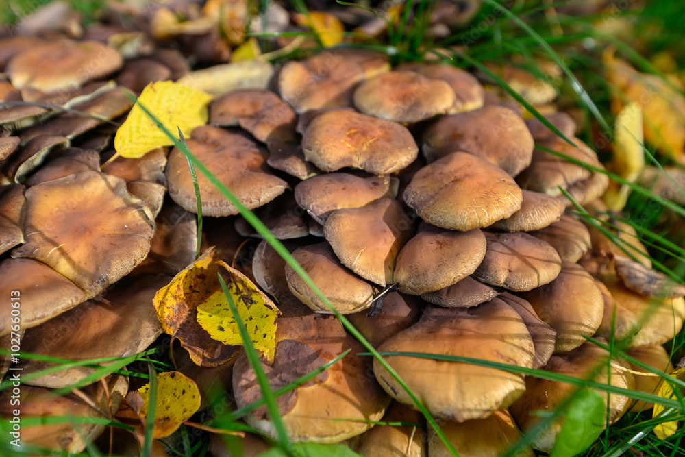 Mushrooms on an autumn background Mushrooms on an autumn background