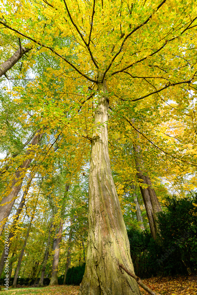 Obraz premium Autumn in the park, colorful tree leaves, wide angle view autumn scene
