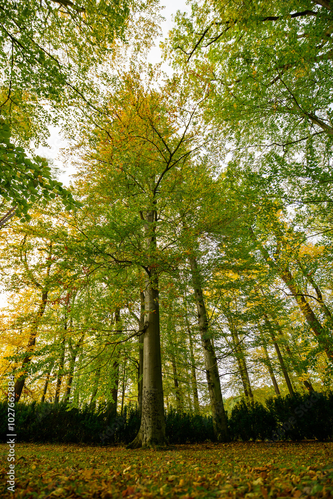 Autumn in the park, colorful tree leaves, wide angle view autumn scene Autumn in the park, colorful tree leaves, wide angle view autumn scene