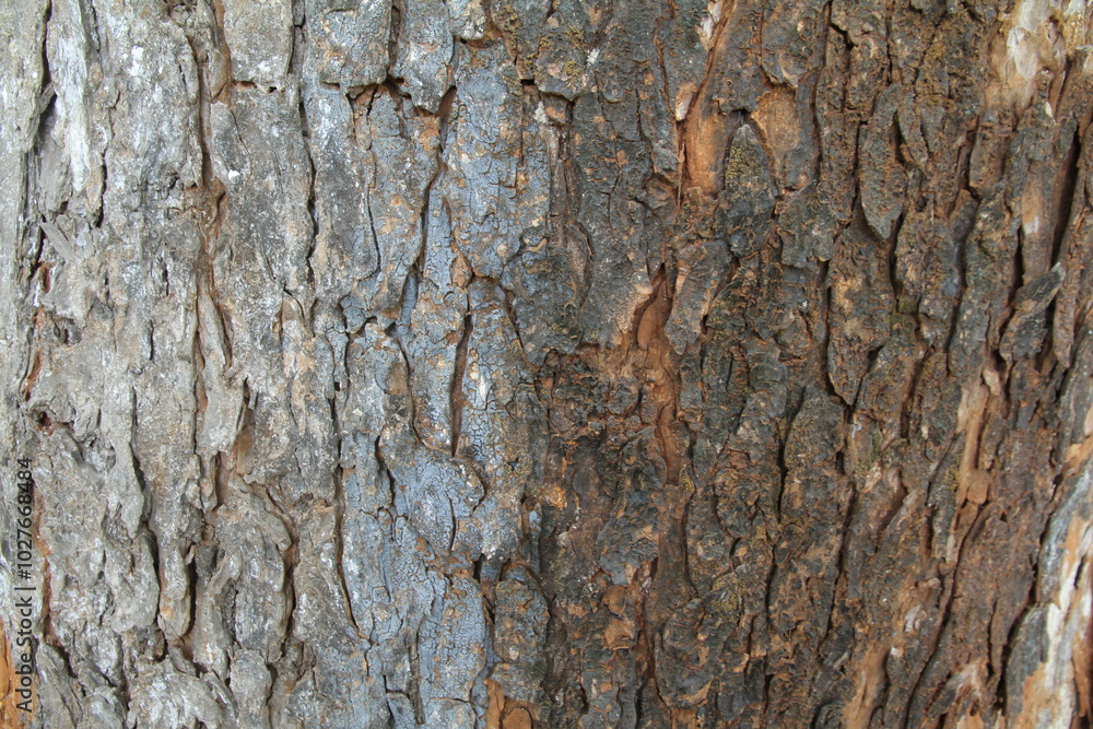 Tree bark texture background
Tree bark texture background