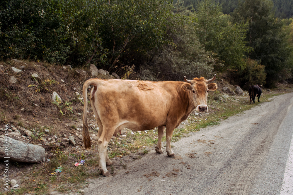 Brown calf standing in the road in the Caucasus, Russia Brown calf standing in the road in the Caucasus, Russia
