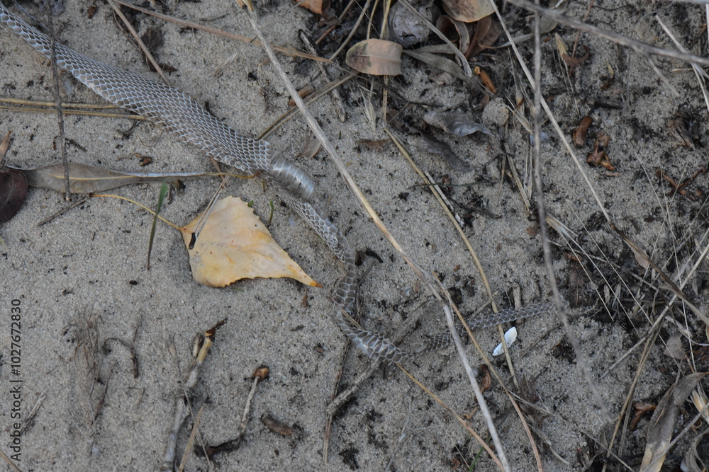shed snake skin lies on the sand in the autumn forest closeup shed snake skin lies on the sand in the autumn forest closeup