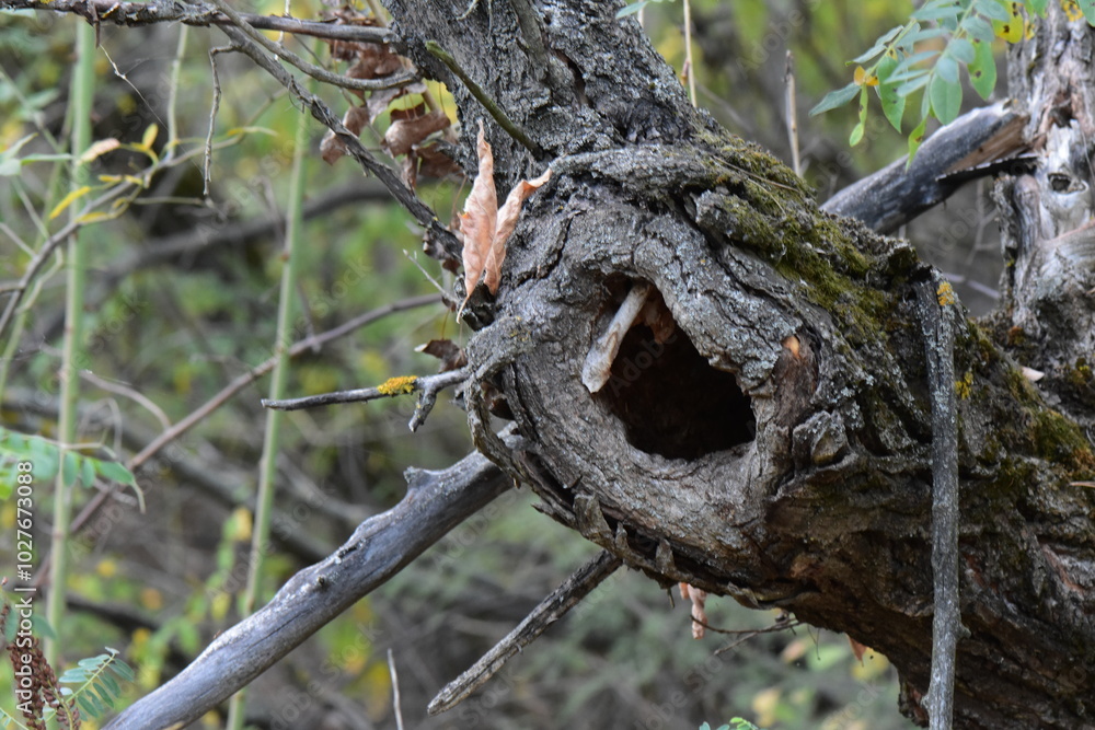 Hollow in tree in the autumn forest, close-up Hollow in tree in the autumn forest, close-up