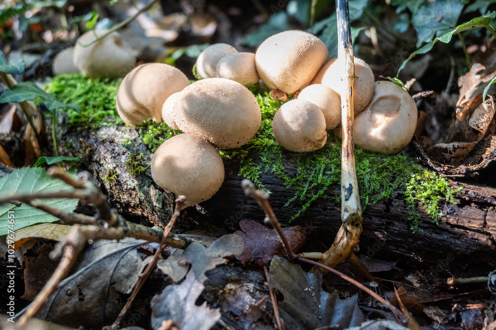 Wild Mushrooms Growing on Mossy Forest Floor in Natural Woodland Scene Wild Mushrooms Growing on Mossy Forest Floor in Natural Woodland Scene