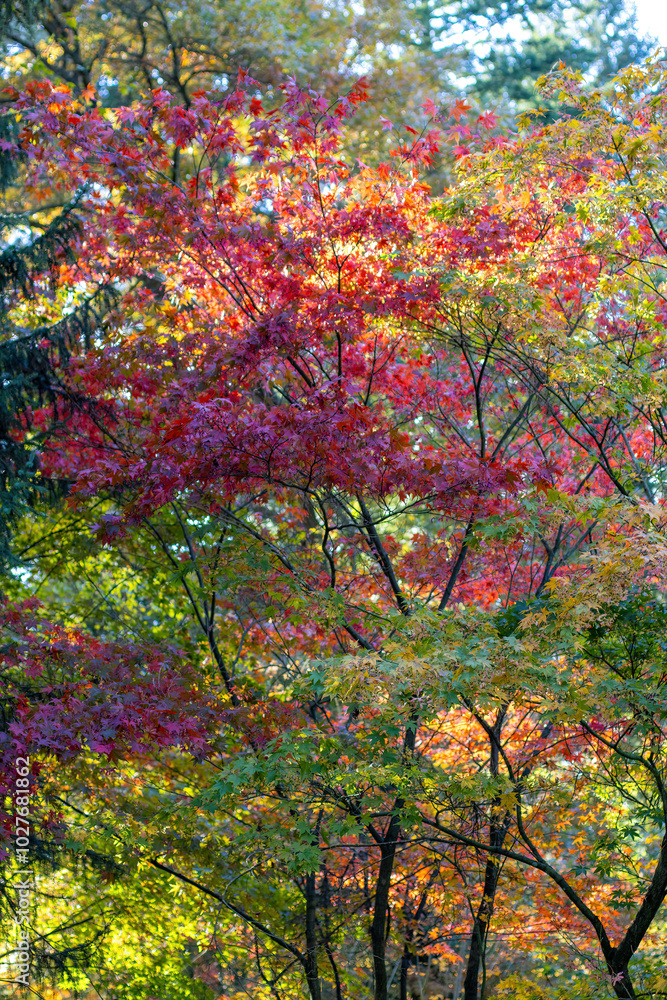 Beautiful Autumn Background: Red Maple Leaves on a Sunny Day, vertical. Beautiful Autumn Background: Red Maple Leaves on a Sunny Day, vertical.