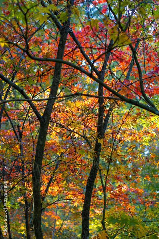 Beautiful Autumn Background: Red Maple Leaves on a Sunny Day, vertical. Beautiful Autumn Background: Red Maple Leaves on a Sunny Day, vertical.