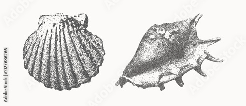 Seashells vector illustration collection. Trendy stippling photocopy effect