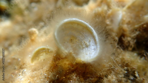 Small brown algae Peacock tail (Padina pavonica) close-up undersea, Aegean Sea, Greece, Halkidiki, Kakoudia beach photo