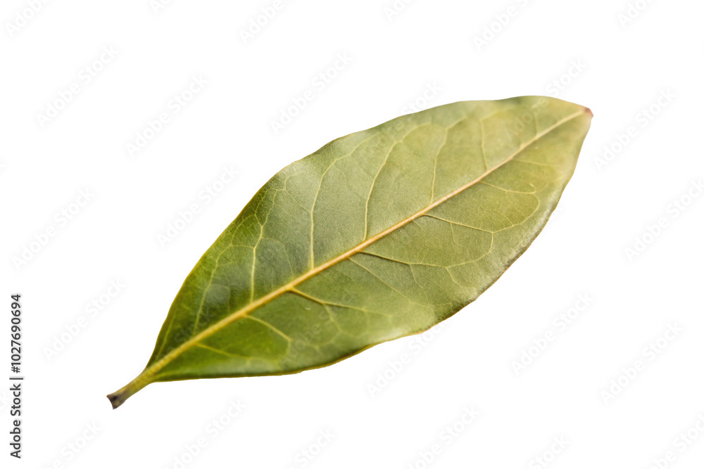 Obraz premium Single Bay Leaf Isolated on White Background