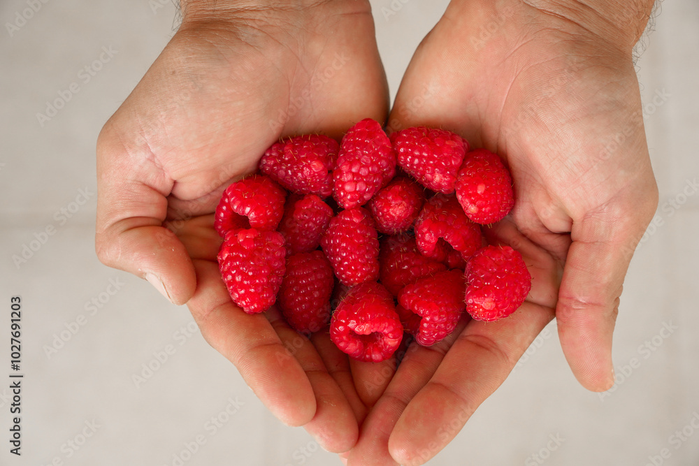 A pair of hands gently holding a handful of fresh, ripe red raspberries, close-up view A pair of hands gently holding a handful of fresh, ripe red raspberries, close-up view