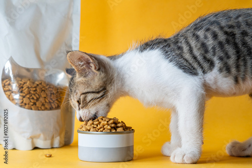 Kitten Eating Dry Cat Food