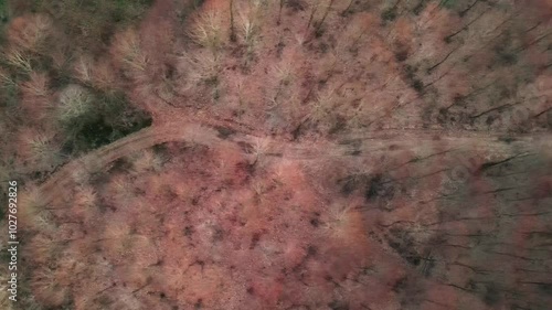 Aerial Footpath in the Forest 4K Stock Video