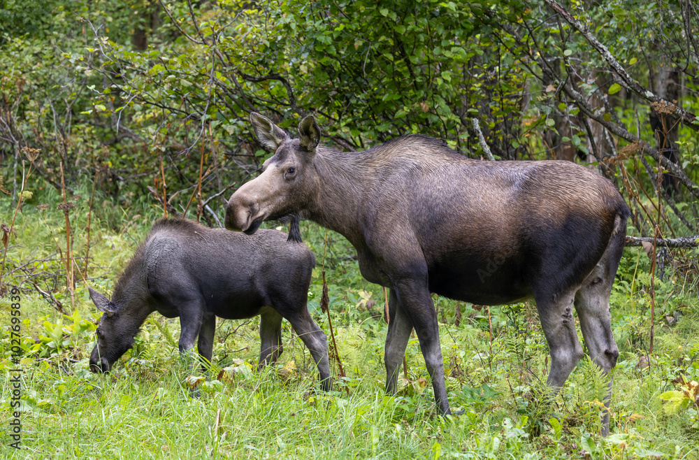 Cow and Calf Alaska Yukon Moose in Alaska in Autumn Cow and Calf Alaska Yukon Moose in Alaska in Autumn