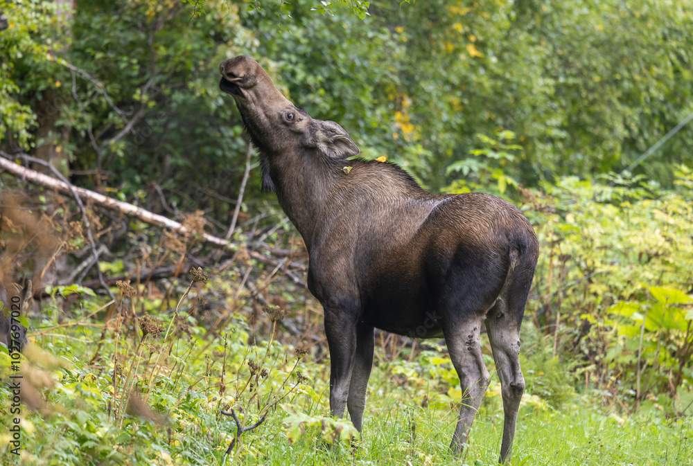 Cow Alaska Yukon Moose in Alaska in Autumn Cow Alaska Yukon Moose in Alaska in Autumn
