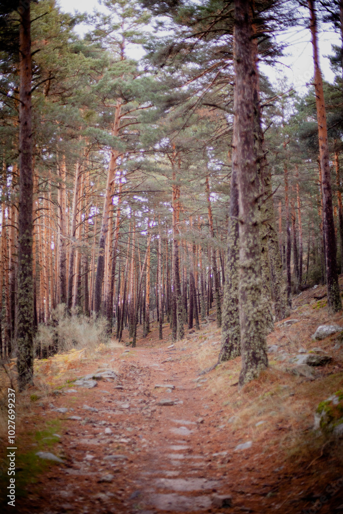 Obraz premium Forest 