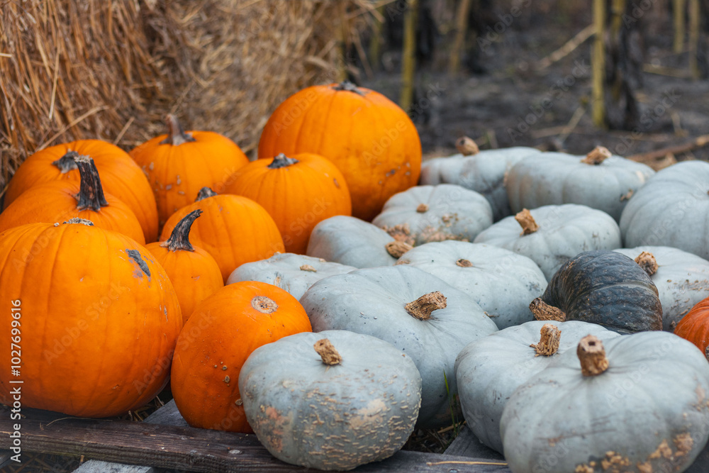 Halloween Orange and Grey Pumpkins