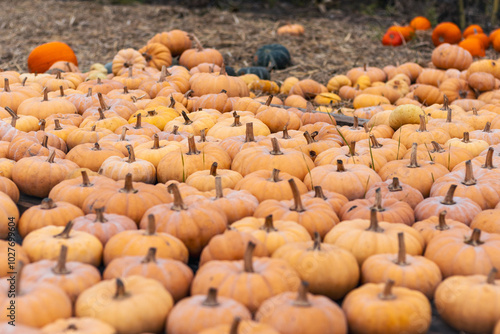 Obraz na płótnie Lots of orange pumpkins ready for sale. w salonie