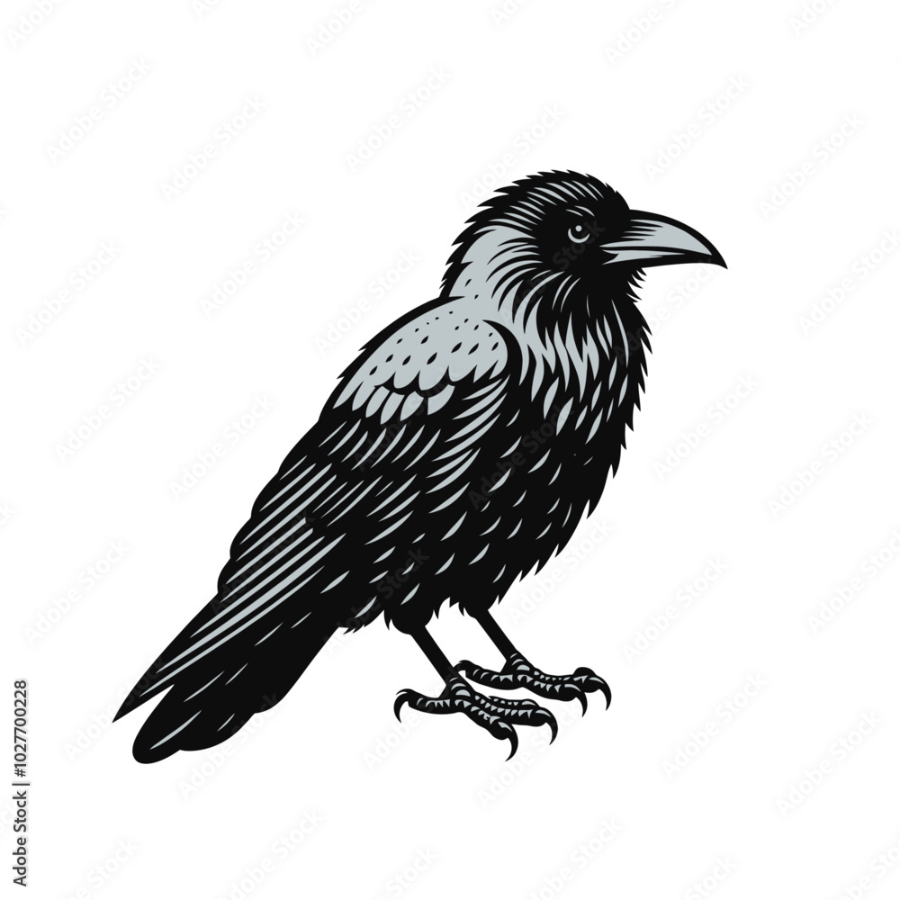 Crow or raven isolated modern vector illustration Crow or raven isolated modern vector illustration