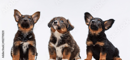 Tre cuccioli di cane guardano in su. sfondo bianco