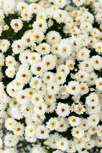A vibrant display of white flowers blooms abundantly in a garden during late spring, showcasing their delicate petals and lush greenery