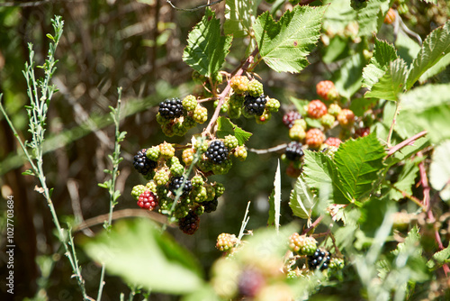 Close up of the fruits of a blackberry photo