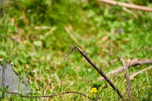 Dragonfly in a little branch photo