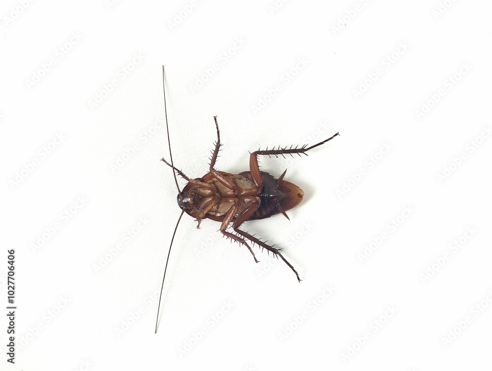 A Cockroach upside down isolated on white background A Cockroach upside down isolated on white background
