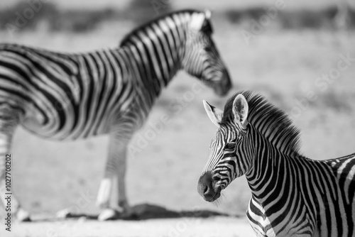 Hartmanns Zebra at sunrise in Etosha National Park, Namibia photo