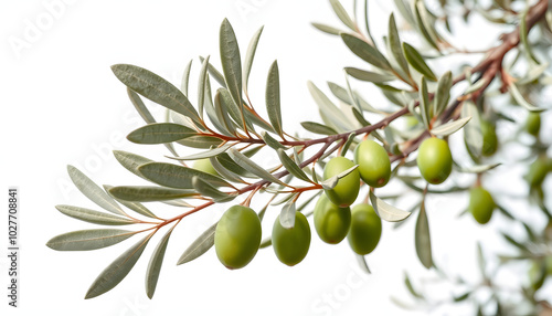 Olive tree, twigs with fresh green leaves isolated on white, clipping isolated with white highlights, png