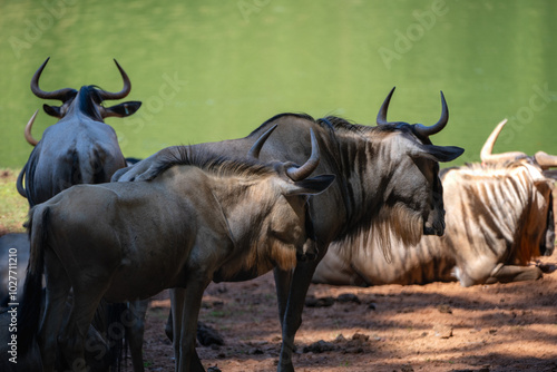 wildebeest in the lake