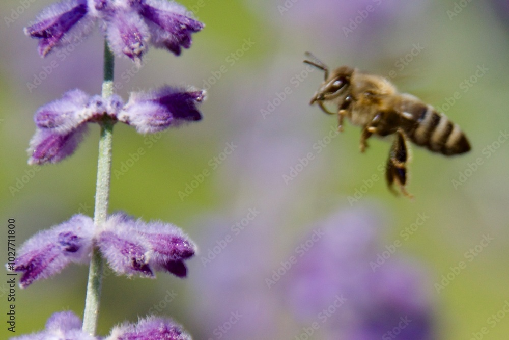 A rare wild bee feeding on a vibrant purple flower, showcasing its delicate wings and detailed interaction with the plant, set against a black background, highlighting the endangered status of the bee A rare wild bee feeding on a vibrant purple flower, showcasing its delicate wings and detailed interaction with the plant, set against a black background, highlighting the endangered status of the bee