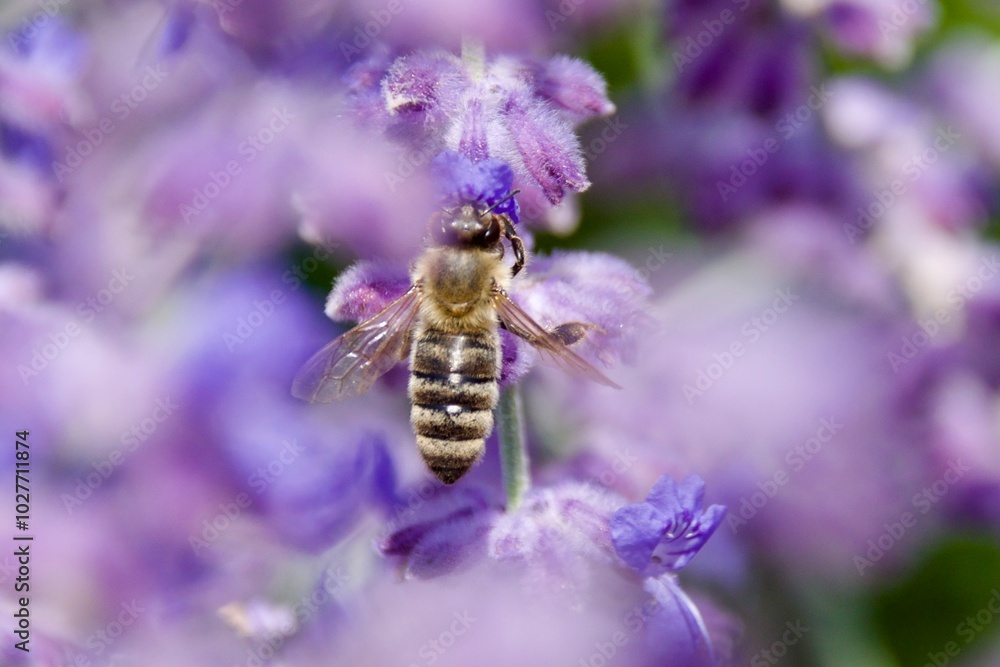 A rare wild bee feeding on a vibrant purple flower, showcasing its delicate wings and detailed interaction with the plant, set against a black background, highlighting the endangered status of the bee A rare wild bee feeding on a vibrant purple flower, showcasing its delicate wings and detailed interaction with the plant, set against a black background, highlighting the endangered status of the bee