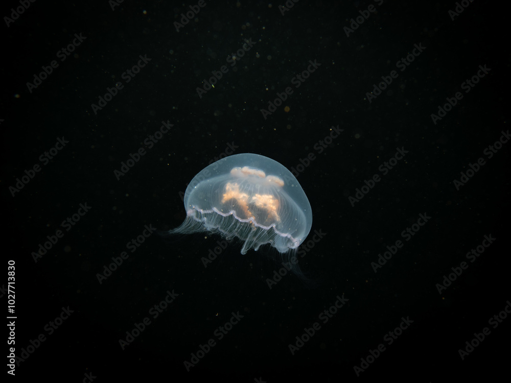 A Moon jellyfish or Aurelia aurita with black seawater background. Picture from Oresund, Malmo Sweden. Cold water scuba diving A Moon jellyfish or Aurelia aurita with black seawater background. Picture from Oresund, Malmo Sweden. Cold water scuba diving