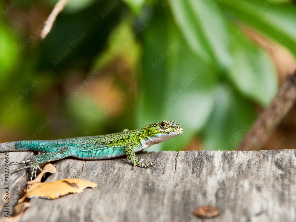 Fototapeta premium green lizard on a tree, liolaemus tenuis