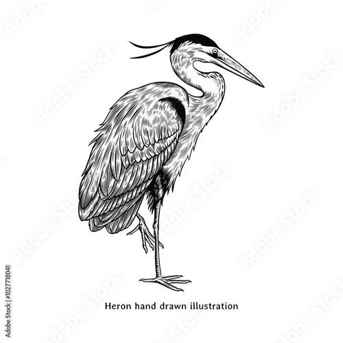 Heron illustration. Vintage heron hand drawn illustration in vintage engraving style