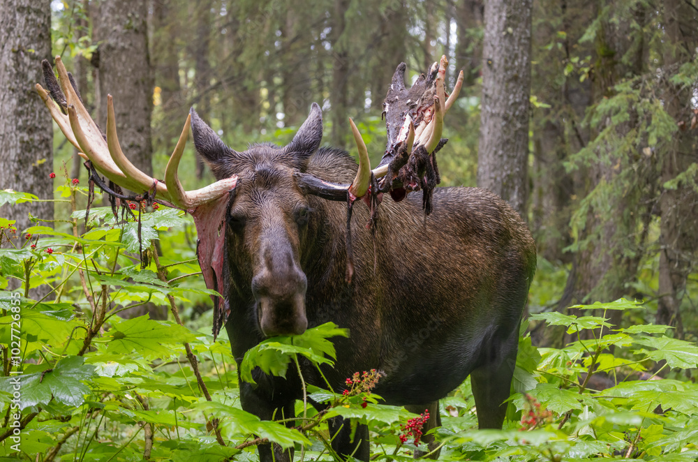 Bull Alaska Yukon Moose in Autumn in Alaska Bull Alaska Yukon Moose in Autumn in Alaska