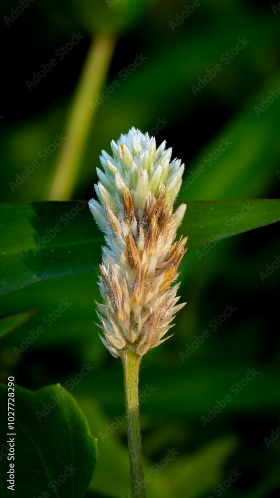 Obraz premium Prostrate Globe Amaranth, flower in bloom