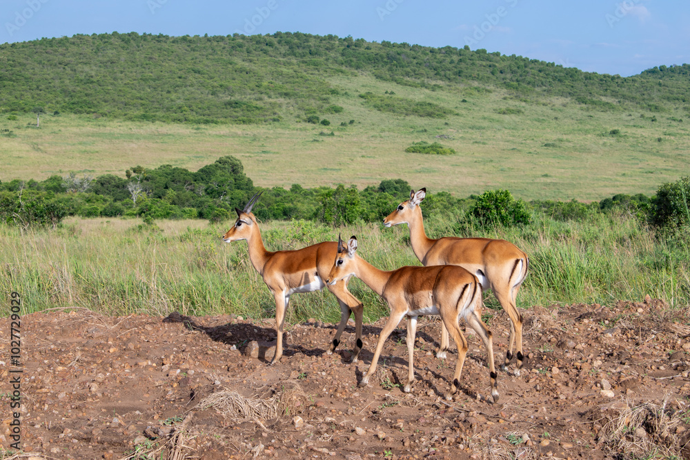 Naklejka premium Kenya is a country in East Africa with a coastline on the Indian Ocean.