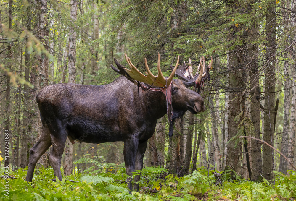 Bull Alaska Yukon Moose in Autumn in Alaska Bull Alaska Yukon Moose in Autumn in Alaska