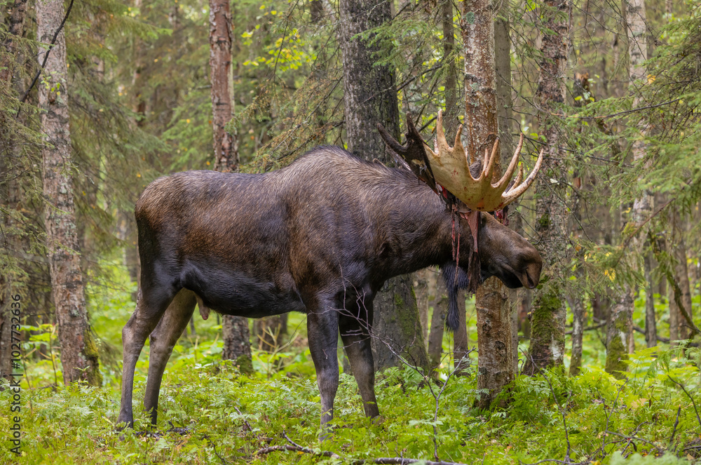 Bull Alaska Yukon Moose in Autumn in Alaska Bull Alaska Yukon Moose in Autumn in Alaska