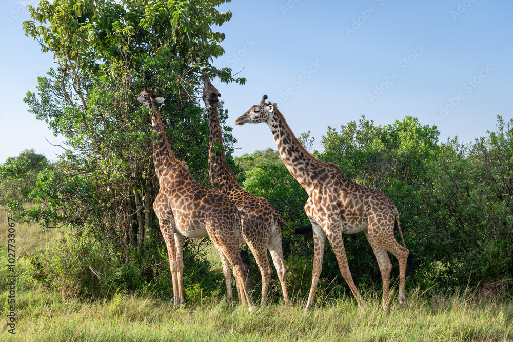 Kenya is a country in East Africa with a coastline on the Indian Ocean. Kenya is a country in East Africa with a coastline on the Indian Ocean.