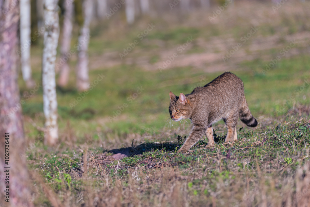 Obraz premium the mystery of nature with photography of a wildcat, capturing its wild elegance in its natural environment, perfect for wildlife lovers.