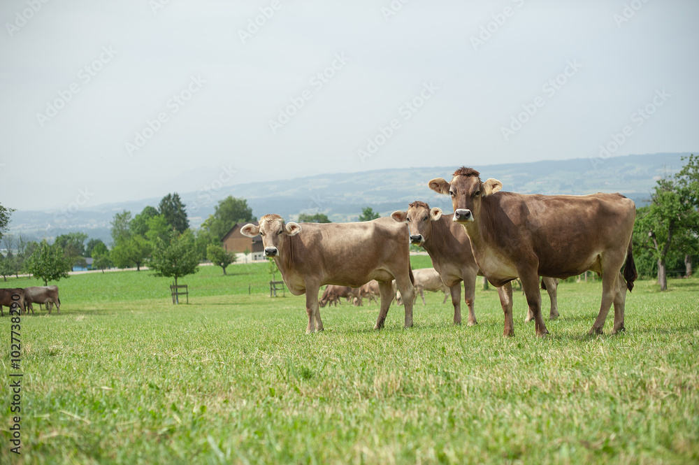 Cows Against the Majestic Alps.
Cows Grazing in an Alpine Meadow.
Mountain Farm Life: Cows on a Green Pasture.
Cows Among Alpine Meadows. Animals and Nature: Cows Surrounded by Mountain Landscapes Cows Against the Majestic Alps.
Cows Grazing in an Alpine Meadow.
Mountain Farm Life: Cows on a Green Pasture.
Cows Among Alpine Meadows. Animals and Nature: Cows Surrounded by Mountain Landscapes